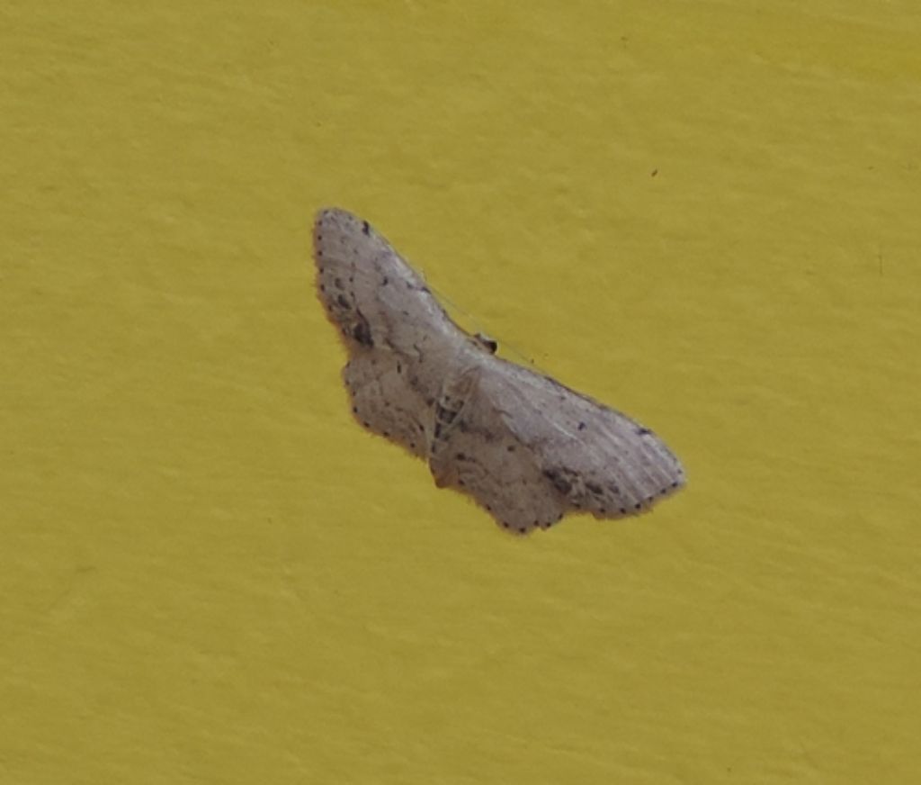 Farfallina notturna - Idaea dimidiata